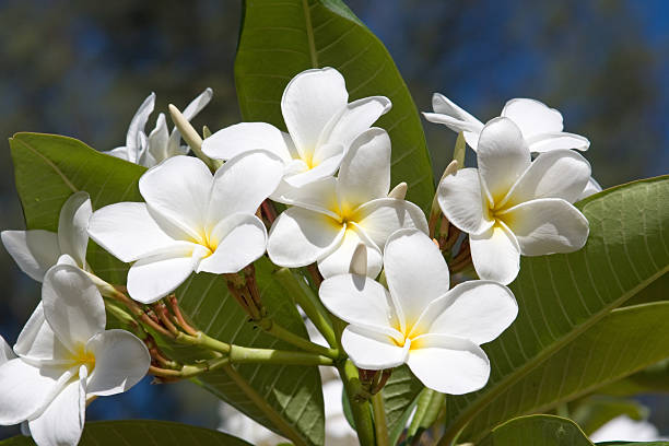 frangipanis árvore - frangipannis imagens e fotografias de stock