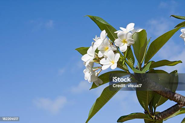 Wachsblumen Tree Stockfoto und mehr Bilder von Baum - Baum, Baumblüte, Blatt - Pflanzenbestandteile