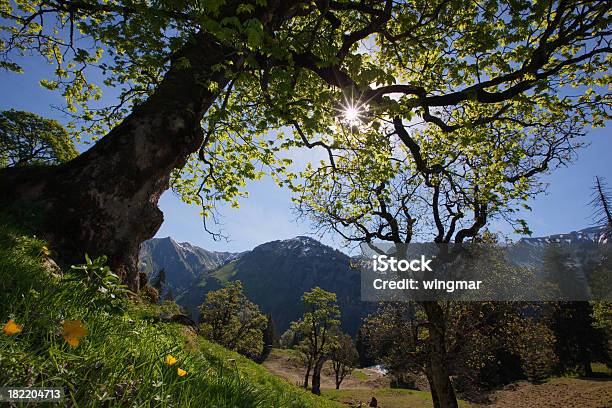 Ahornboden - Fotografie stock e altre immagini di Acero - Acero, Albero, Allgäu