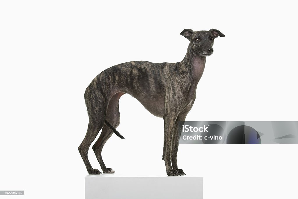 Whippet MARRON FONCÉ - Photo de Animal femelle libre de droits