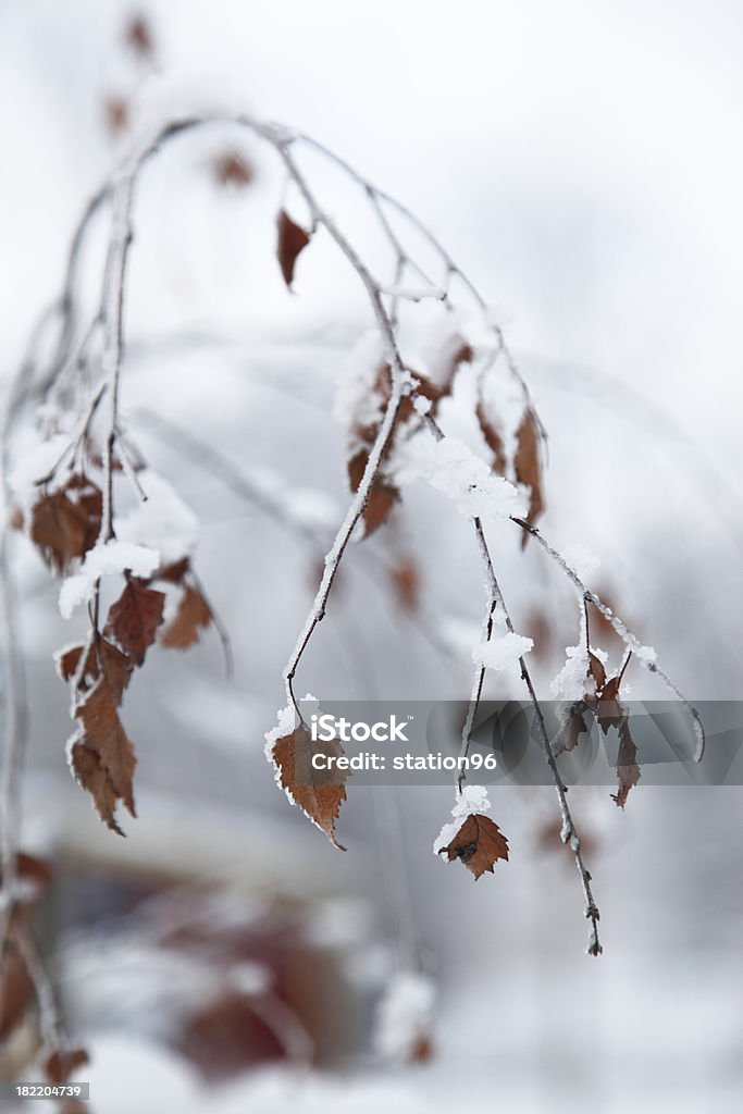 Nívea hojas de invierno - Foto de stock de Estación - Entorno y ambiente libre de derechos