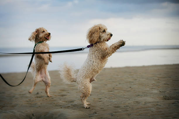 linda poodles jugando en la playa mientras caminaba - parker brothers fotografías e imágenes de stock