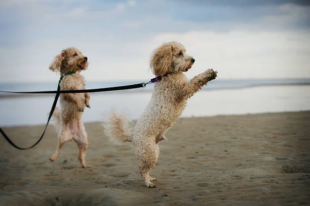 귀여운 poodles 게임하기 on 플라주 도보 - parker brothers 뉴스 사진 이미지