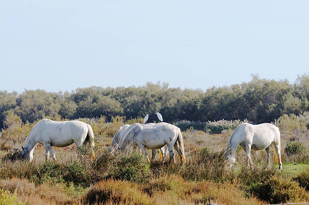 cattle egrets on wild Camargue horses Two cattle egrets on the backs of wild Camargue horses bubulcus ibis stock pictures, royalty-free photos & images