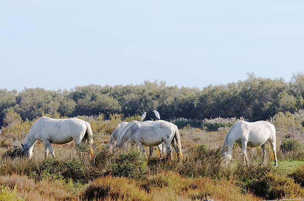 gado garças em camargue cavalos selvagens - bird egret wildlife animal - fotografias e filmes do acervo