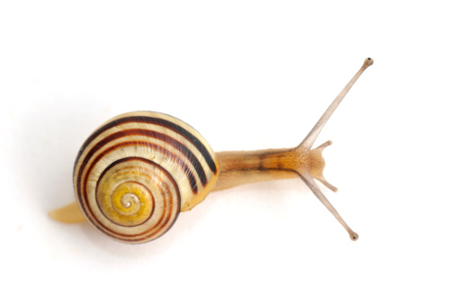 Cepaea hortensis - white lipped snail isolated on white.