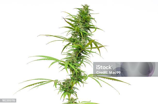 Femmina Canapa - Fotografie stock e altre immagini di Pianta di cannabis - Pianta di cannabis, Fiore, Sfondo bianco