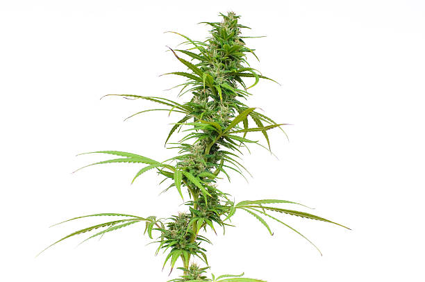 Female marijuana plant stock photo