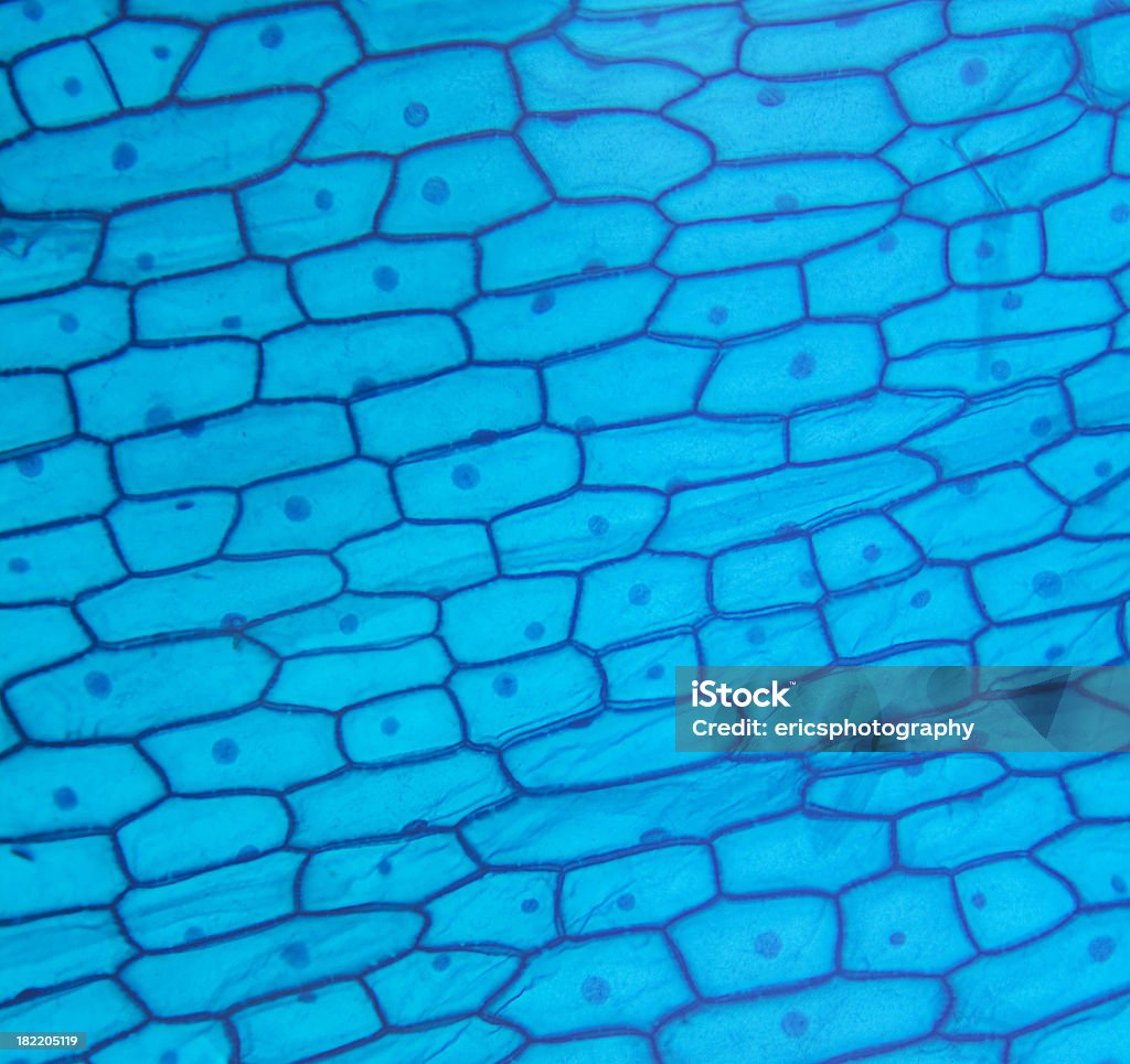 Epiderme de Cebola - Royalty-free Cebola Foto de stock