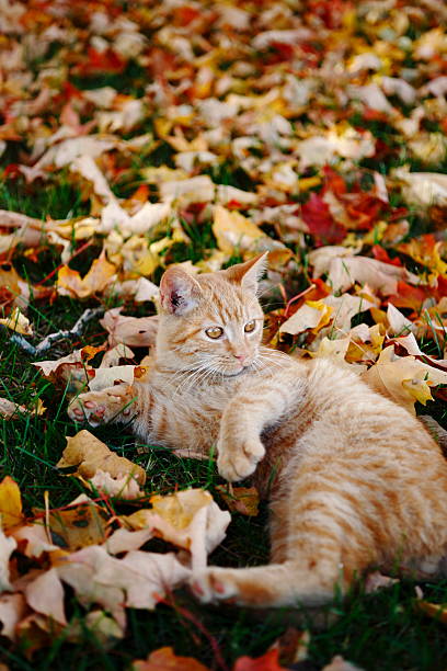 istock Cat in Autumn Leaves 182205134