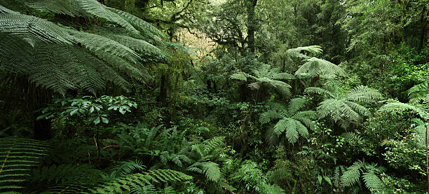 Fern rainforest, New Zealand stock photo