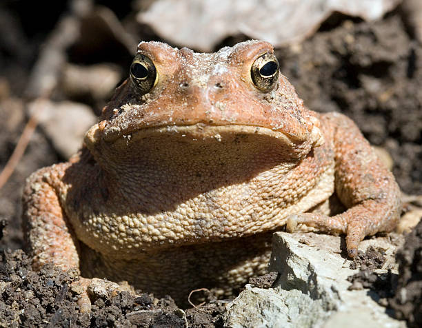 Toad stock photo