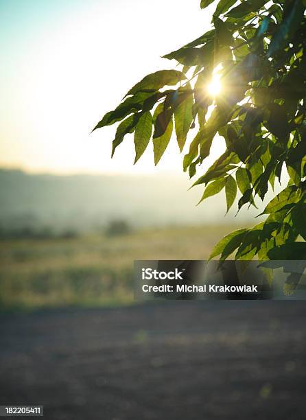 Tramonto Sul Campo - Fotografie stock e altre immagini di Agricoltura - Agricoltura, Albero, Ambientazione esterna