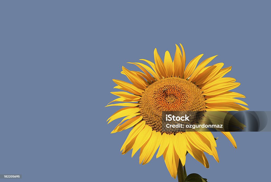 girasol - Foto de stock de Agricultura libre de derechos