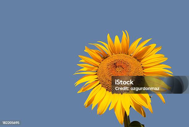 Girasol Foto de stock y más banco de imágenes de Agricultura - Agricultura, Aire libre, Amarillo - Color