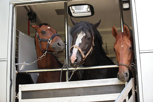 istock Three horses waiting in a horse box 182205744