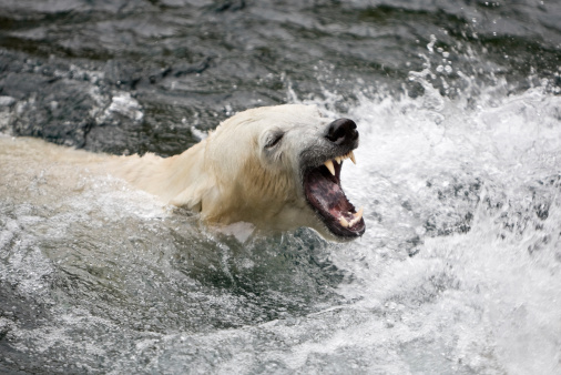 Agressive polar bear (Ursus maritimus) in the water.