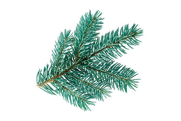 spruce branch branch of blue spruce isolated picea pungens stock pictures, royalty-free photos & images