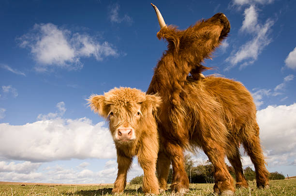 Close Up of a Highland Cow and Her Calf A low angle view of a Highland Cow and her young calf.More farm animals here. agricultural themes stock pictures, royalty-free photos & images