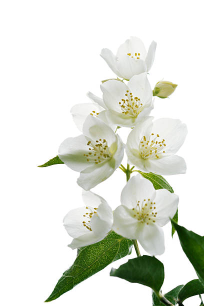 jasmine blossoms jasmine blossoms isolated jasmine photos stock pictures, royalty-free photos & images