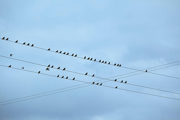istock Low angle view of starlings sitting on electrical cords. 182206047