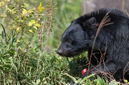 Asian black bear