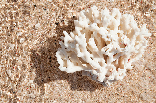 This piece of coral, washed up on a beach in Fiji has been 'bleached' of colour because of the loss of algae.  This is usually taken as evidence of environmental damage and climate change, due to increasing ocean temperatures.