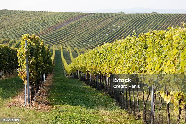 Foto de Vinhedo No Outono Nos Eua e mais fotos de stock de Agricultura - Agricultura, Baga - Fruta, Beleza natural - Natureza