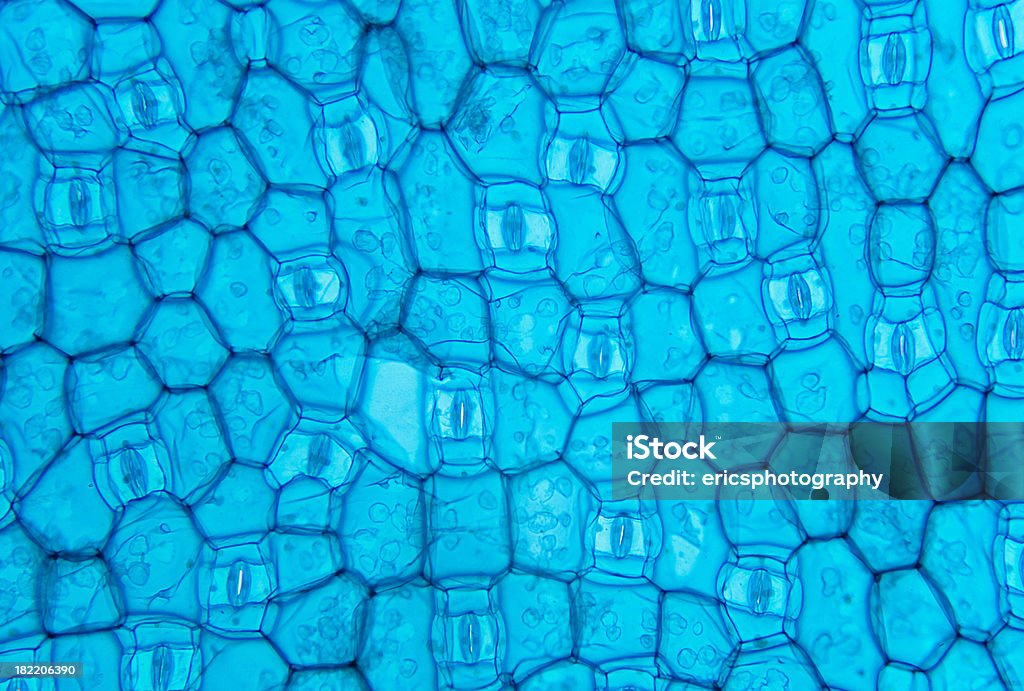 Rhoeo leaf Magnification 100X.Biological trinocular compound microscope with plan achromatic objectives and Canon 5D Mark II used for this photograph. Brightfield illumination. Note aa very shallow depth of field is characteristic to photomicrography. Leaf Stock Photo