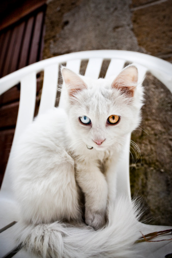 A white odd-eyed kitten with one blue eye and one yellow.  This is a feline form of heterochromia.