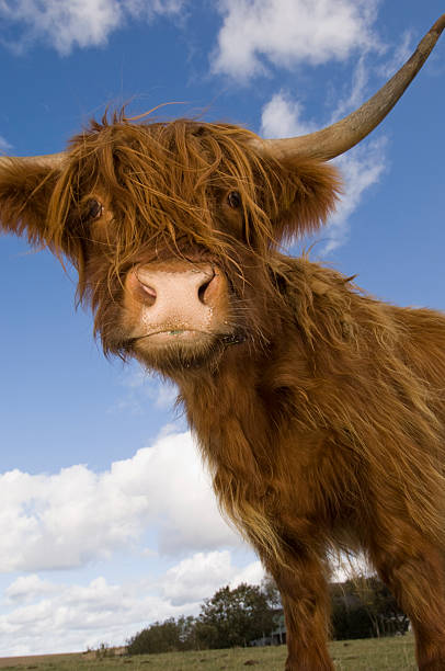 Close Up Portrait of a Highland Cow A low angle view of a young Highland Bull in a field in Denmark.More farm animals here. agricultural themes stock pictures, royalty-free photos & images