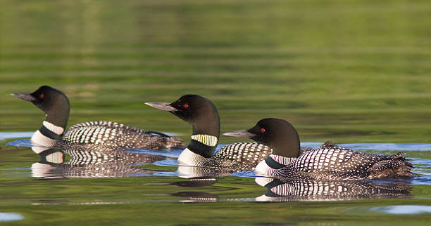 eistaucher auf see - common loon stock-fotos und bilder