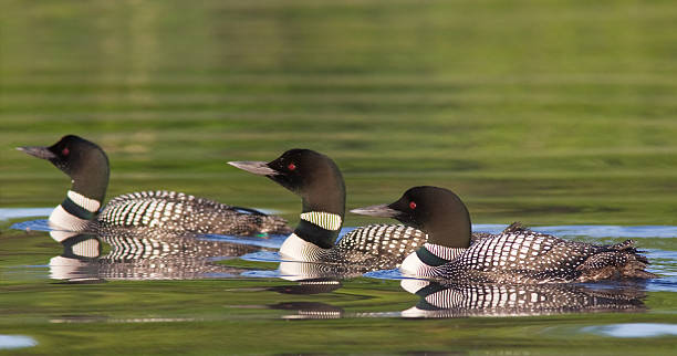 Common Loon on Lake Common Loons  loon bird stock pictures, royalty-free photos & images