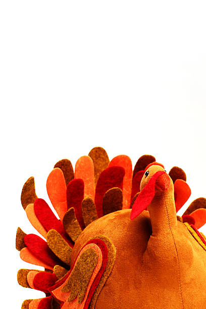 Turkey Bird stock photo