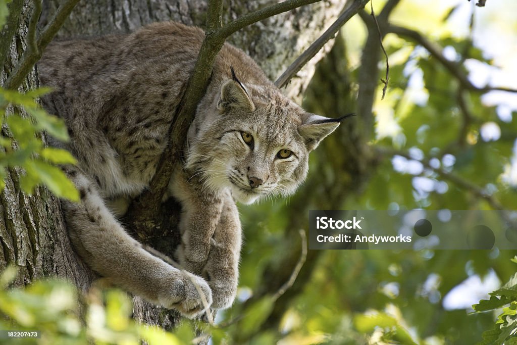 Lynx In einem Baum - Lizenzfrei Baum Stock-Foto