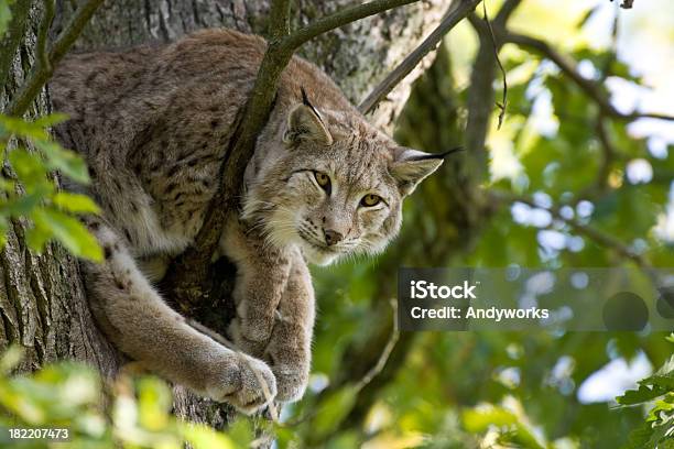 Lynx In Einem Baum Stockfoto und mehr Bilder von Baum - Baum, Blatt - Pflanzenbestandteile, Einzelnes Tier