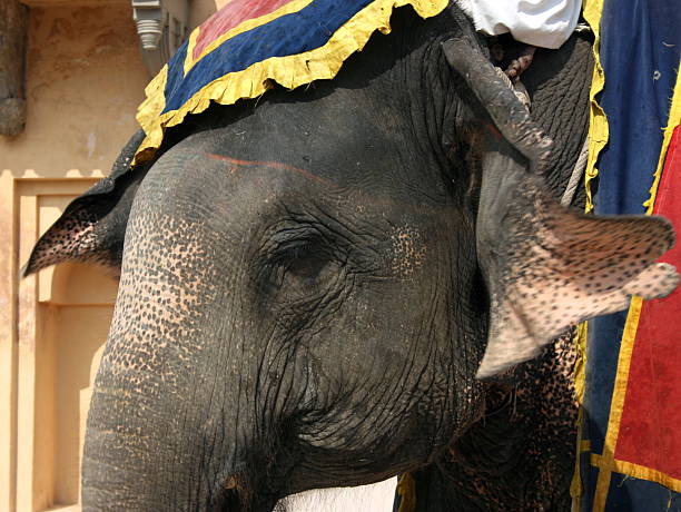 istock Indian elephant close up of face 182207570