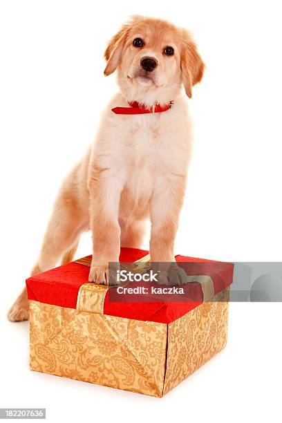 Young Hovawart Aislado En Blanco Foto de stock y más banco de imágenes de Perro - Perro, Navidad, Recortable