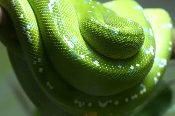 Photo of Green Tree Python Skin Close-up  Danger Viper Snake
