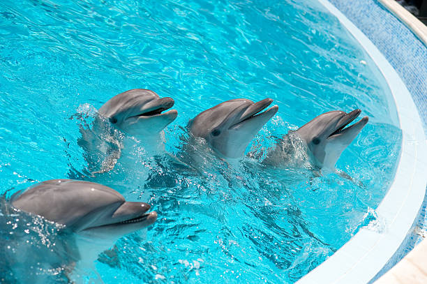 istock Four Dolphins in a pool with blue water 182207940