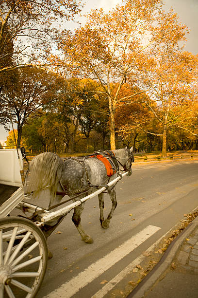istock Horse and Carriage in Central Park Autumn 182208055