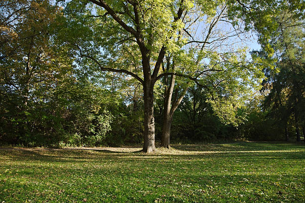 istock Park with old trees in autumn. 182208218