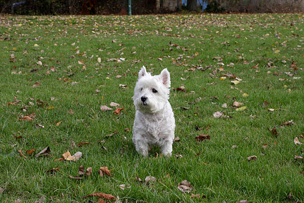 istock Small West highland white terrier 'Westie' named Beno 182208375