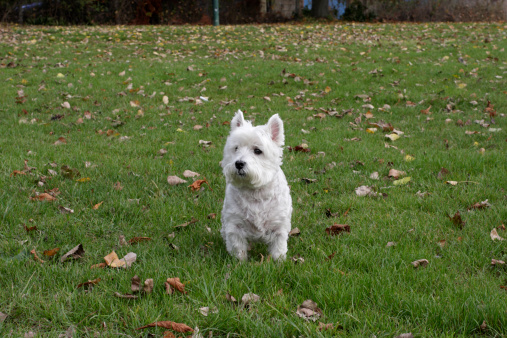 Here, surounded by autumn leaves and a broad swathe of green grass, Beno the Westie looks appealingly cute and small. The West Highland White Terrier, known as a Westie, is a breed of dog known for its small size, alert expressions and wiry white coat. Originating in Scotland, the breed was used to seek and dig out foxes and badgers. It is the breed associated with such brands as Black & White (a brand of Scotch whisky) and Cesar brand dog food.
