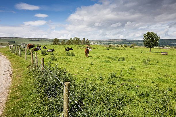 istock Wensleydale Country Scene in Yorkshire 182208535