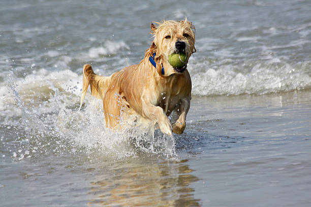 istock Dog retrieving a tennis ball on the beach 182208686