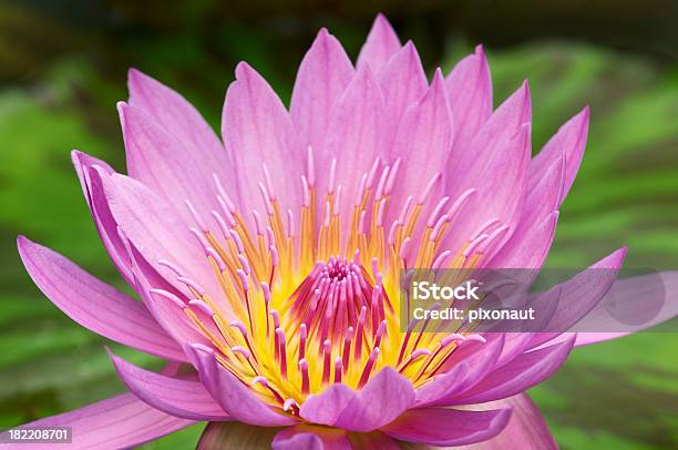 Water Lily Stock Photo - Download Image Now - Beauty In Nature, Blossom, Botany