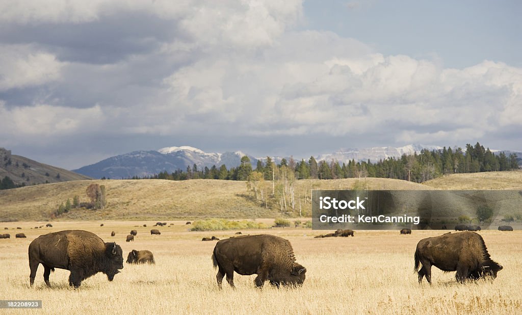 Buffalo Herde Grasen - Lizenzfrei Amerikanischer Bison Stock-Foto