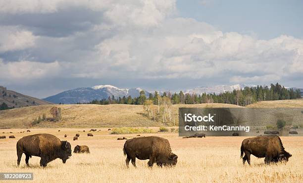 Buffalo Herde Grasen Stockfoto und mehr Bilder von Amerikanischer Bison - Amerikanischer Bison, Ebene, Gras