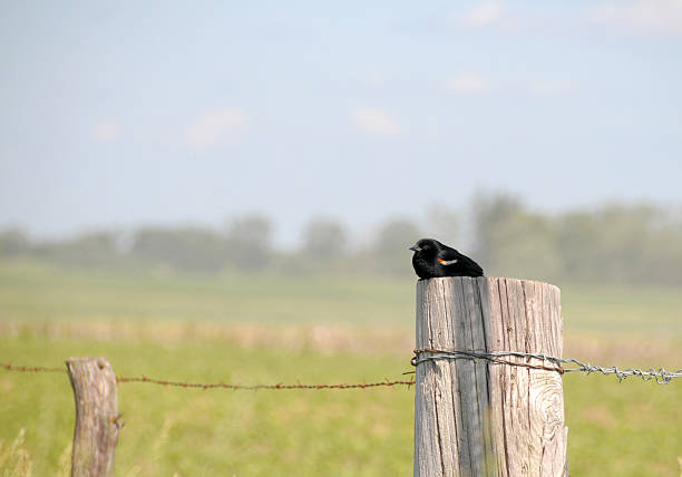 A young redwing blackbird on a fencepost on a foggy morning.